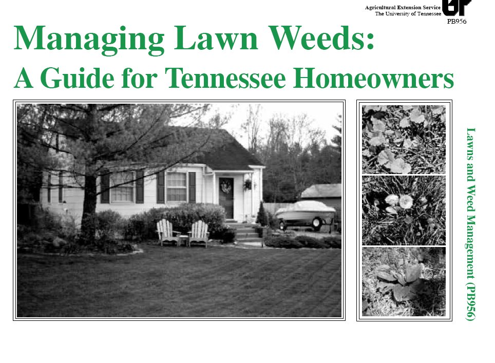 Managing Lawn Weeds: A Guide for Tennessee Homeowners
